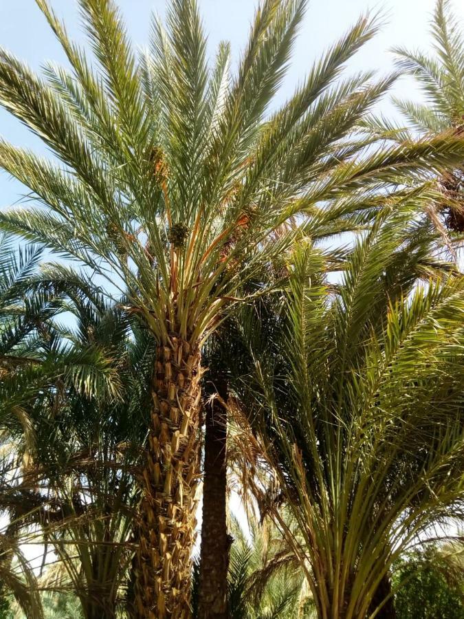 Le Chant Des Palmiers Agdz Εξωτερικό φωτογραφία